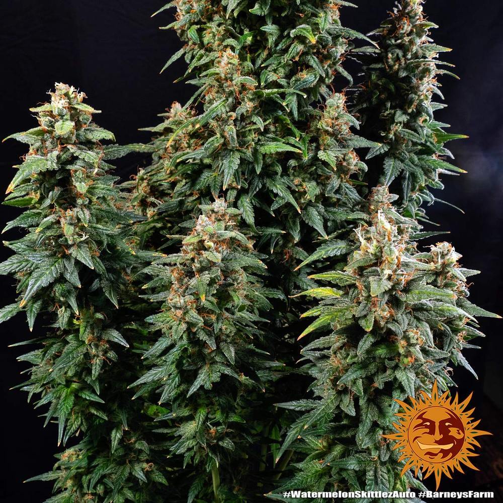 Barney's Farm - Watermelon Zkittlez Auto (auto/fem.)
