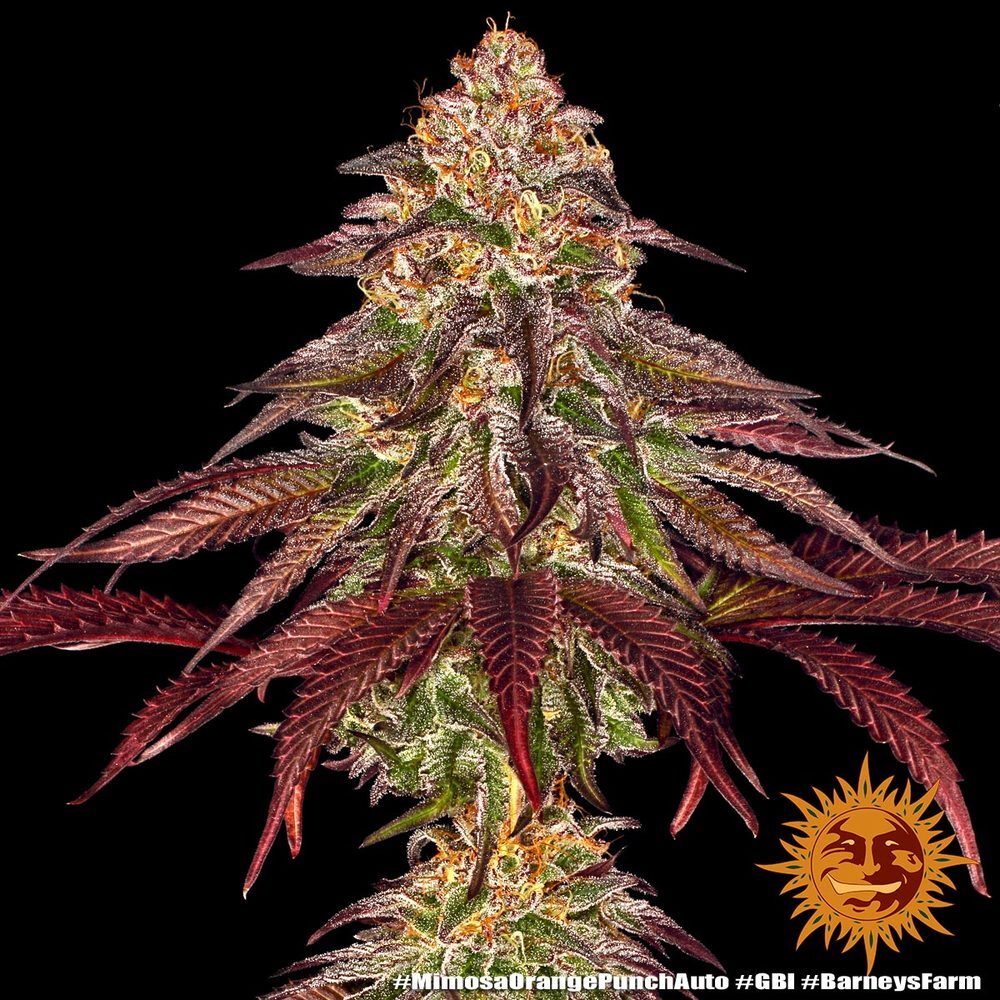 Barney's Farm - Mimosa x Orange Punch Auto (auto/fem.)