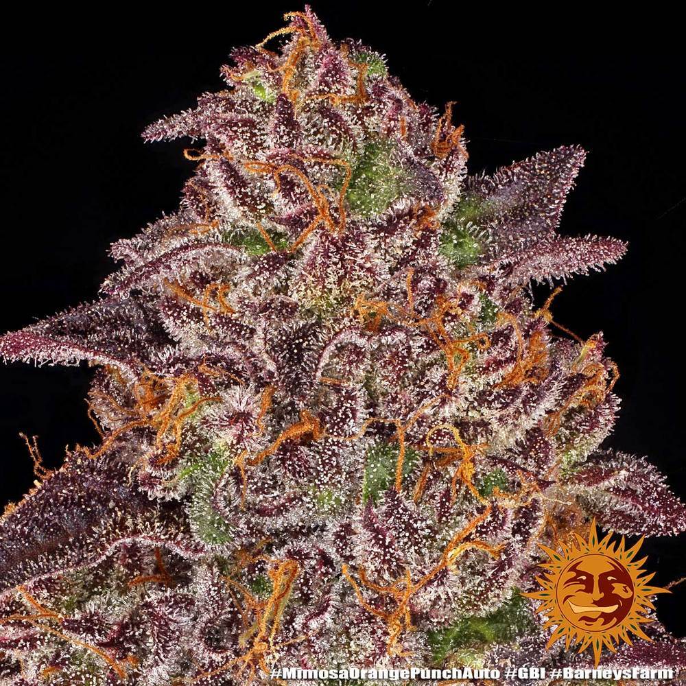 Barney's Farm - Mimosa x Orange Punch Auto (auto/fem.)