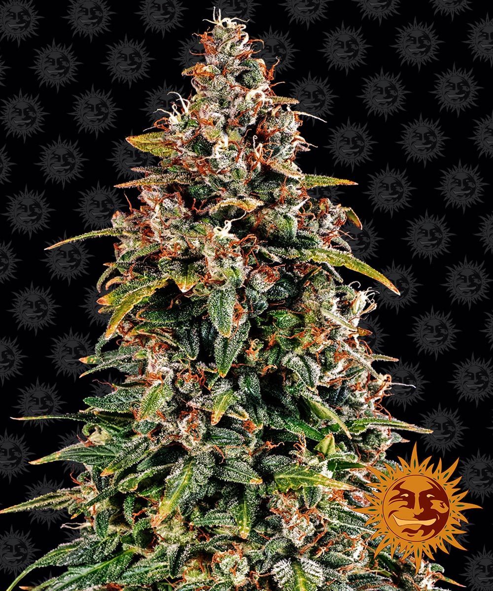 Barney's Farm - Watermelon Zkittlez Auto (auto/fem.)