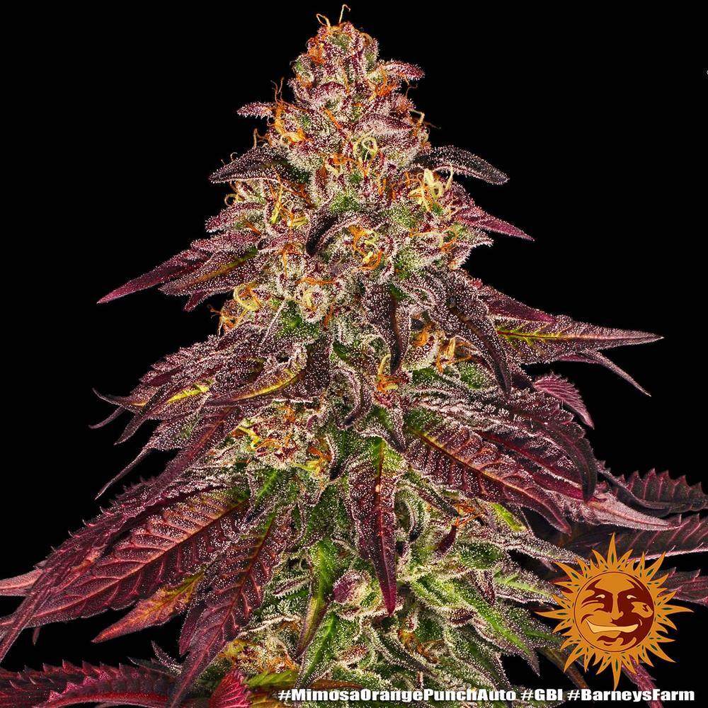 Barney's Farm - Mimosa x Orange Punch Auto (auto/fem.)