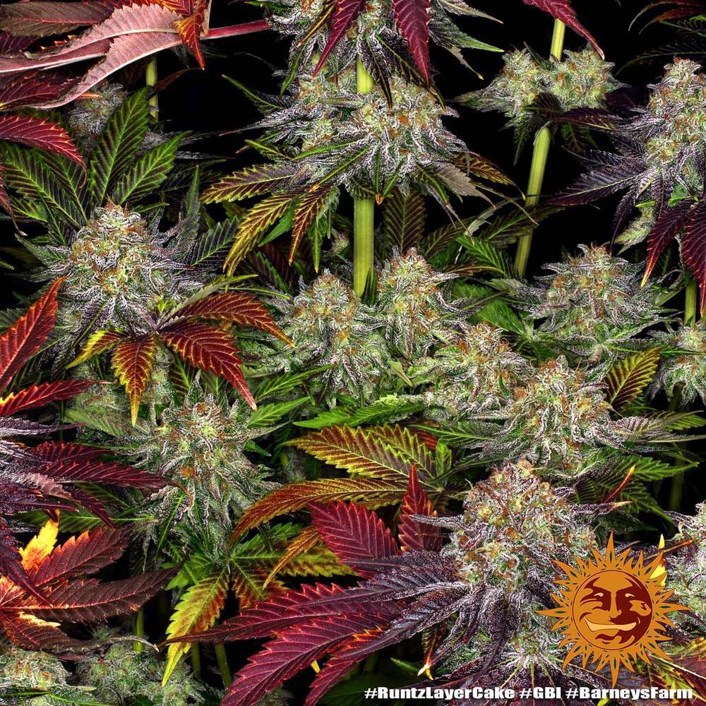 Barney's Farm - Runtz x Layer Cake (fem.)