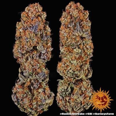 Barney's Farm - Runtz x Layer Cake (fem.) 08420
