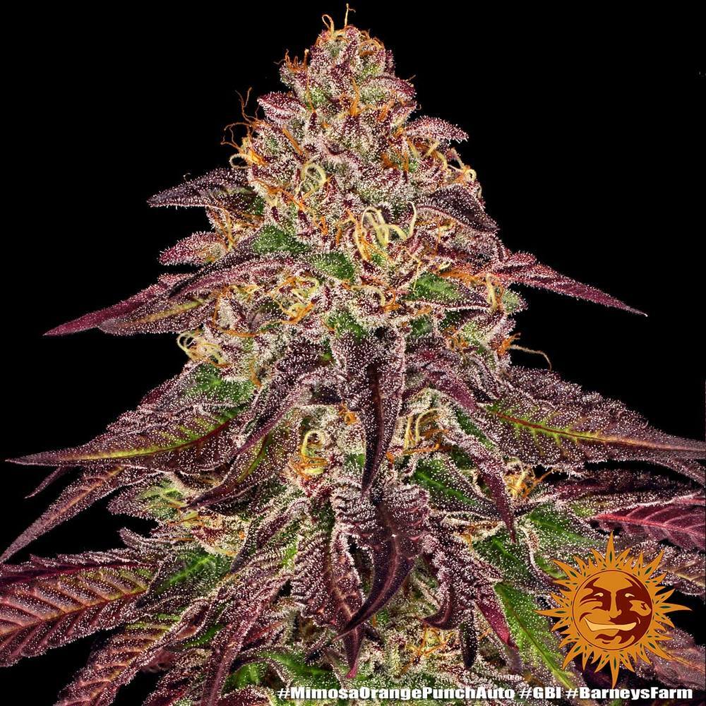 Barney's Farm - Mimosa x Orange Punch Auto (auto/fem.)