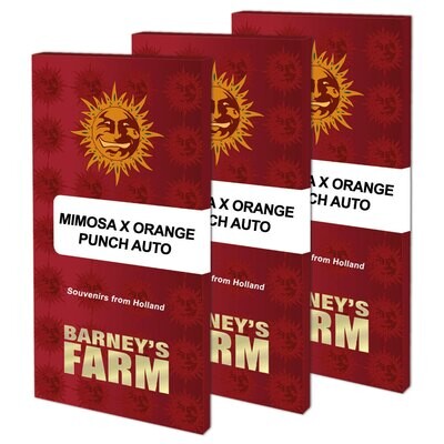 Barney's Farm - Mimosa x Orange Punch Auto (auto/fem.) 08422