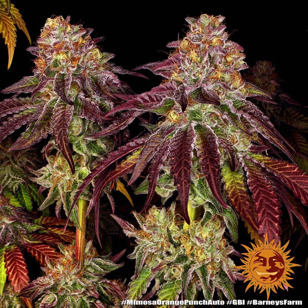 Barney's Farm - Mimosa x Orange Punch Auto (auto/fem.)