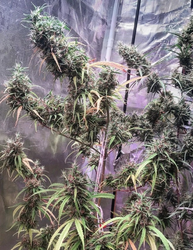 Ace Seeds - Oldtimers Haze (reg.)