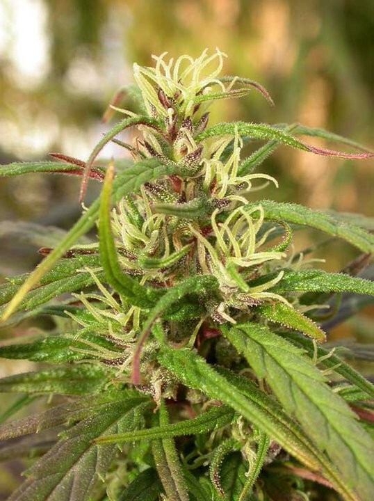 Ace Seeds - Oldtimers Haze (reg.)