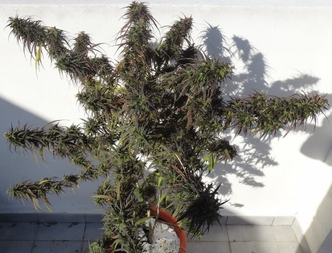 Ace Seeds - Oldtimers Haze (reg.)