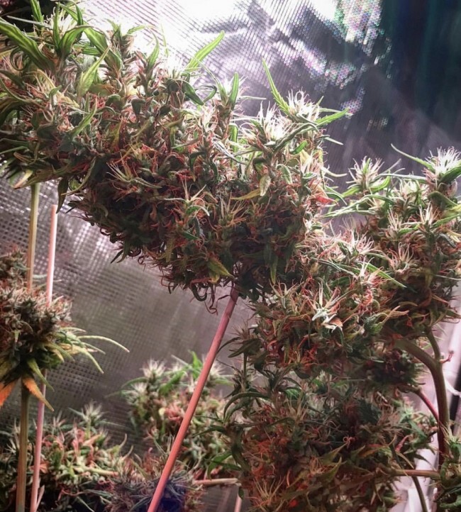 Ace Seeds - Oldtimers Haze (reg.)