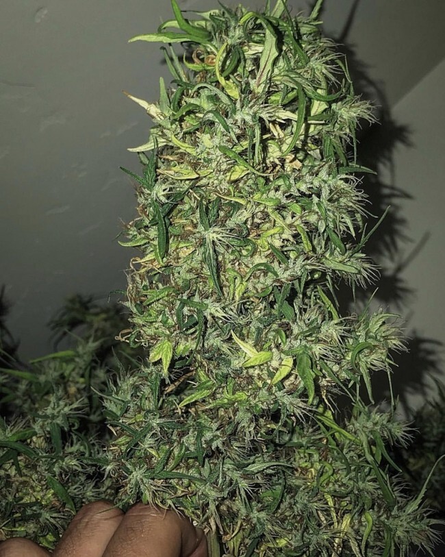 Ace Seeds - Oldtimers Haze (reg.)