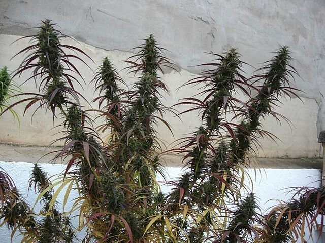 Ace Seeds - Oldtimers Haze (reg.)