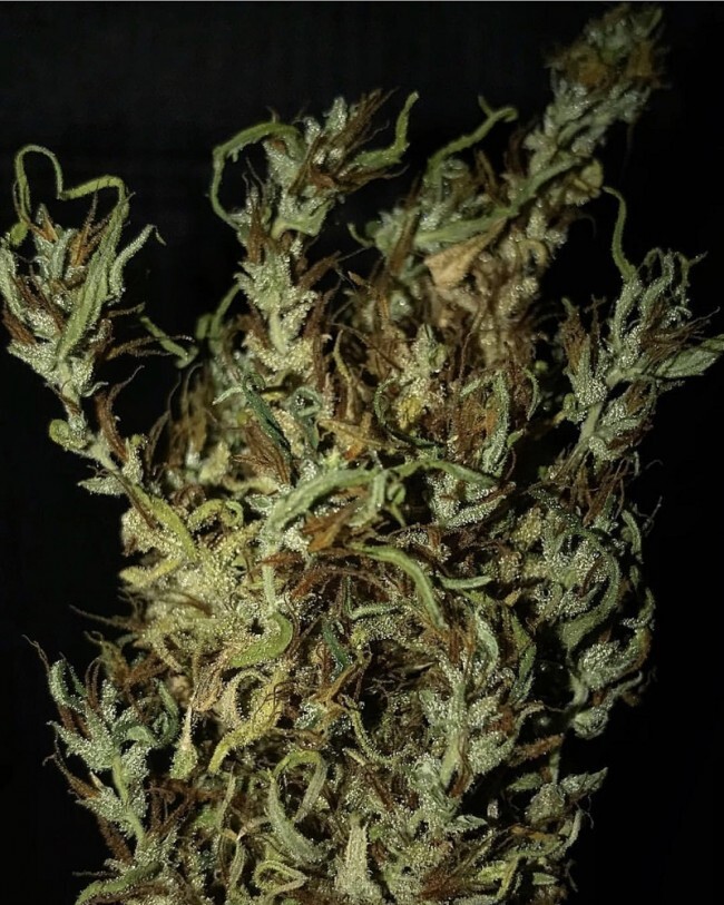 Ace Seeds - Oldtimers Haze (reg.)