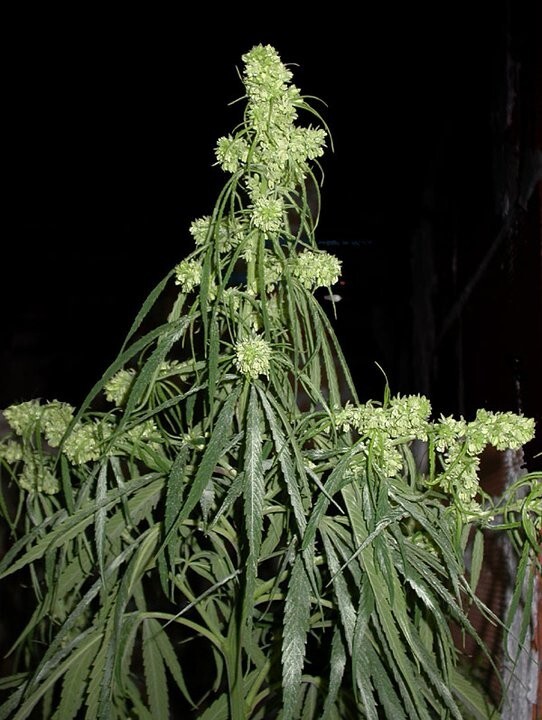 Ace Seeds - Oldtimers Haze (reg.)