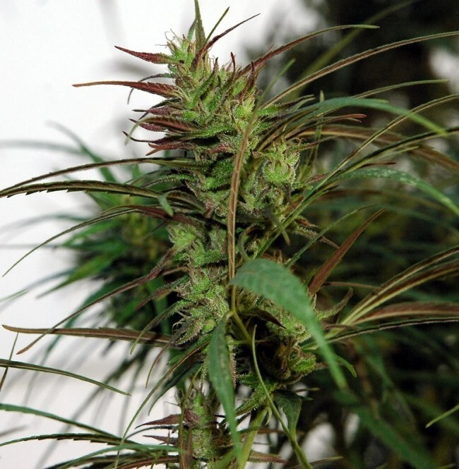 Ace Seeds - Oldtimers Haze (reg.)