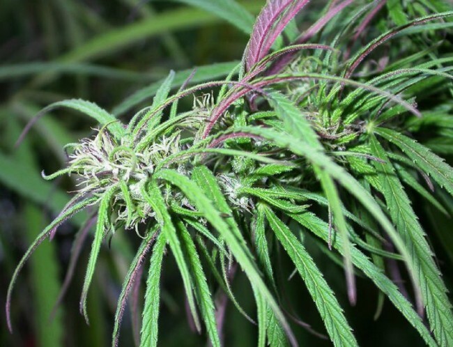 Ace Seeds - Oldtimers Haze (reg.)