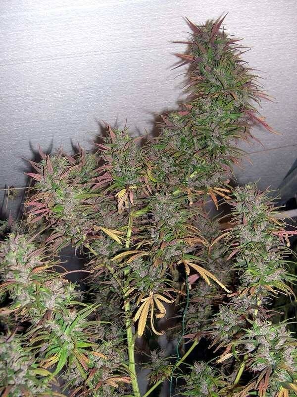Ace Seeds - Oldtimers Haze (reg.)
