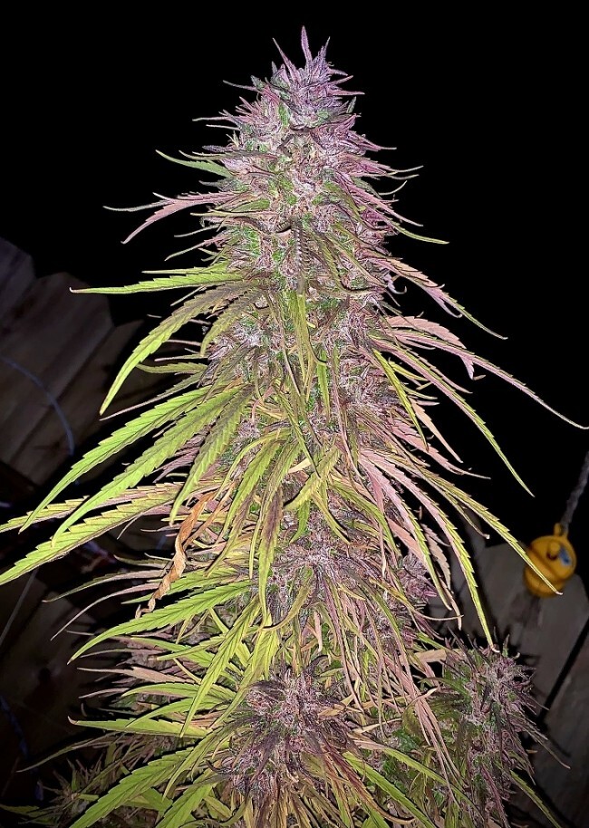 Ace Seeds - Oldtimers Haze (reg.)