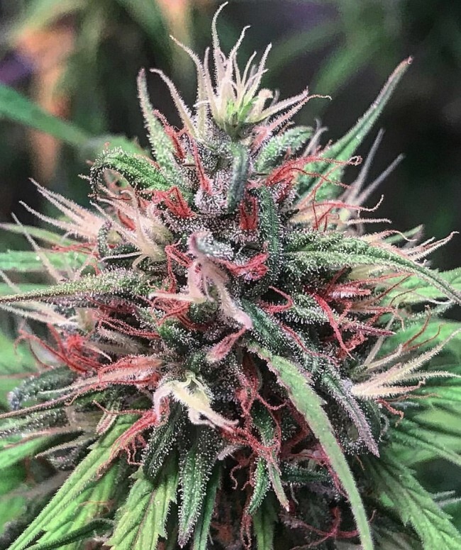 Ace Seeds - Oldtimers Haze (reg.)