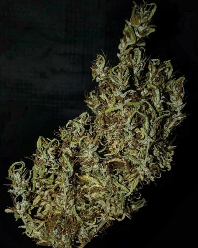 Ace Seeds - Oldtimers Haze (reg.)
