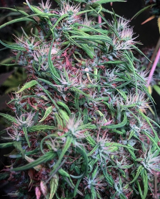 Ace Seeds - Oldtimers Haze (reg.)