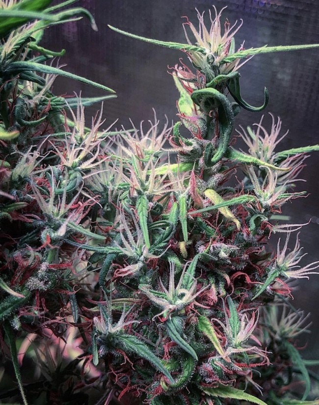 Ace Seeds - Oldtimers Haze (reg.)
