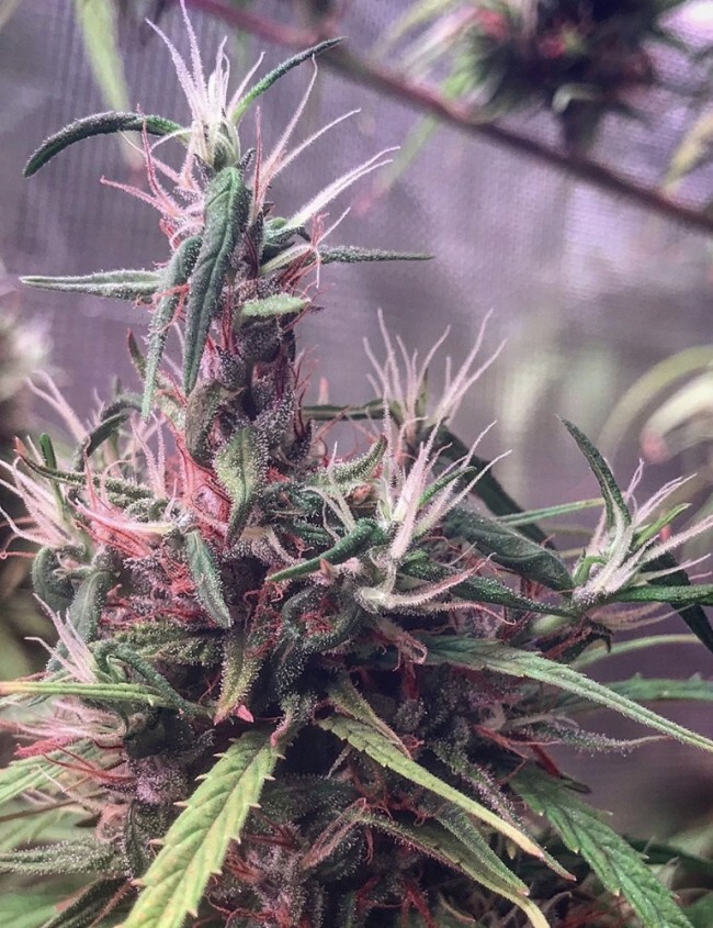 Ace Seeds - Oldtimers Haze (reg.)