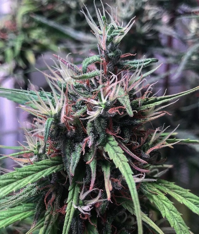 Ace Seeds - Oldtimers Haze (reg.)