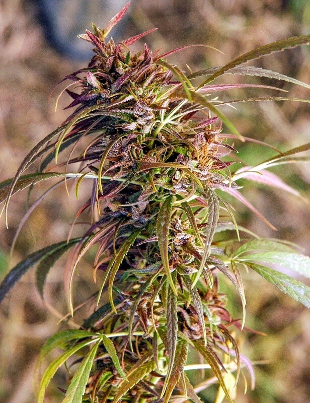 Ace Seeds - Oldtimers Haze (reg.)