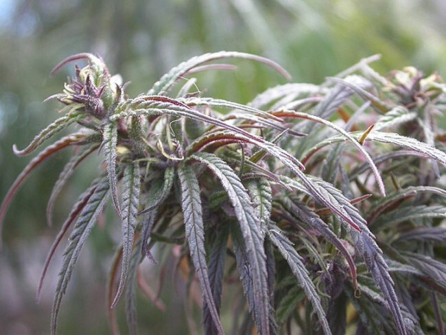 Ace Seeds - Oldtimers Haze (reg.)