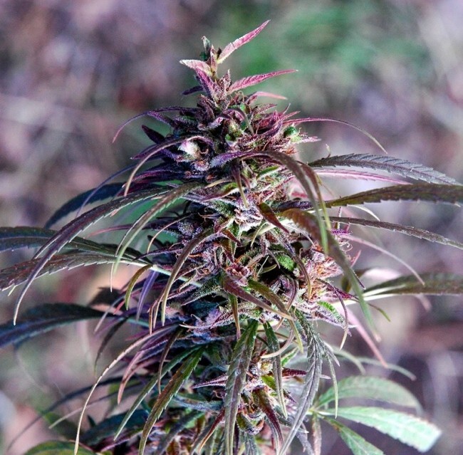 Ace Seeds - Oldtimers Haze (reg.)