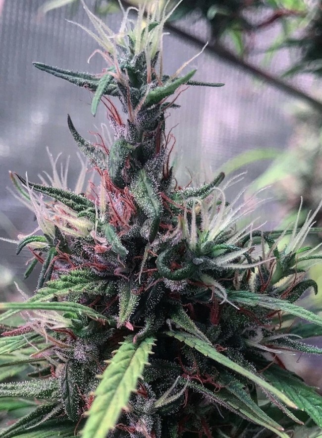 Ace Seeds - Oldtimers Haze (reg.)