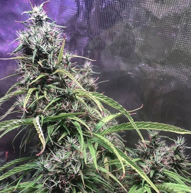 Ace Seeds - Oldtimers Haze (reg.)