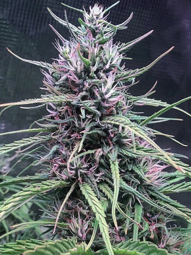 Ace Seeds - Oldtimers Haze (reg.)
