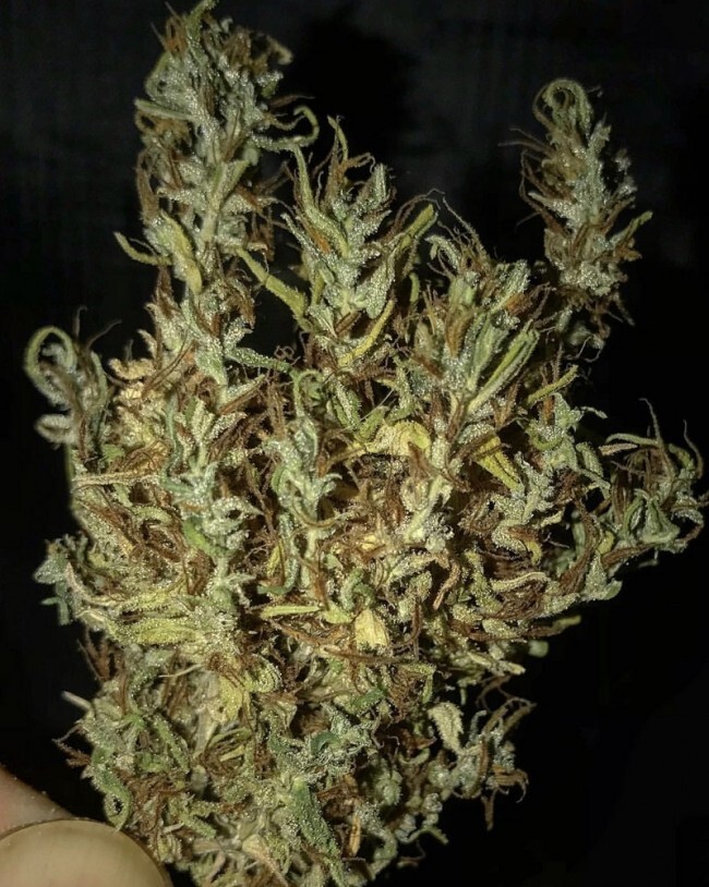 Ace Seeds - Oldtimers Haze (reg.)