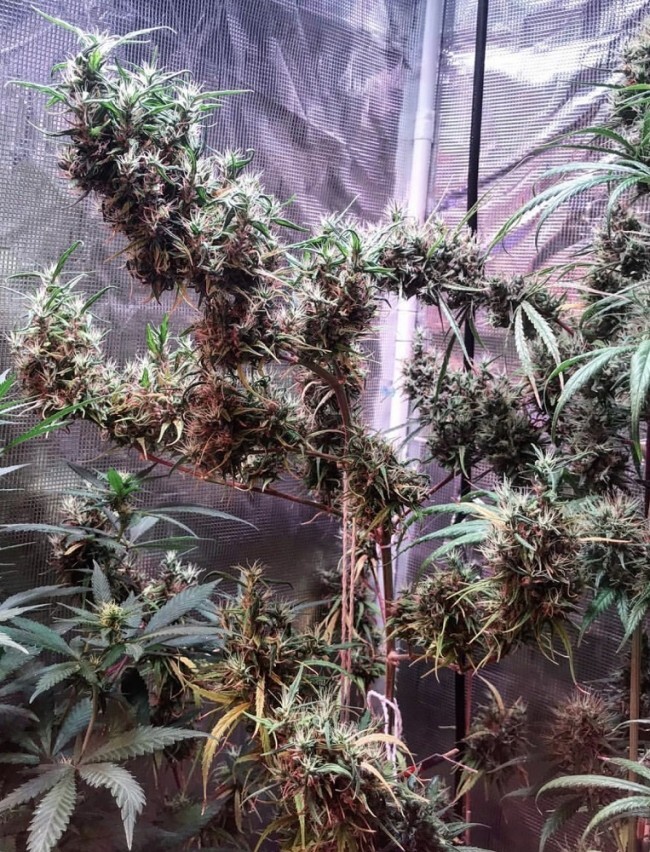 Ace Seeds - Oldtimers Haze (reg.)