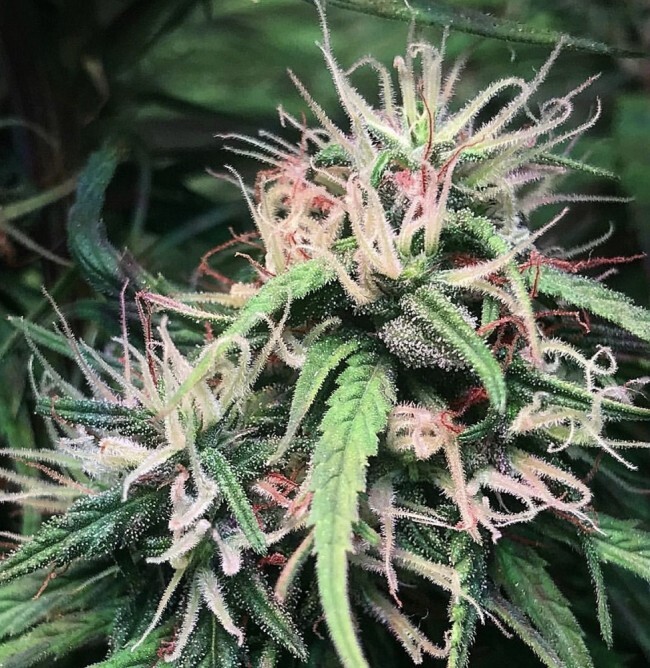 Ace Seeds - Oldtimers Haze (reg.)
