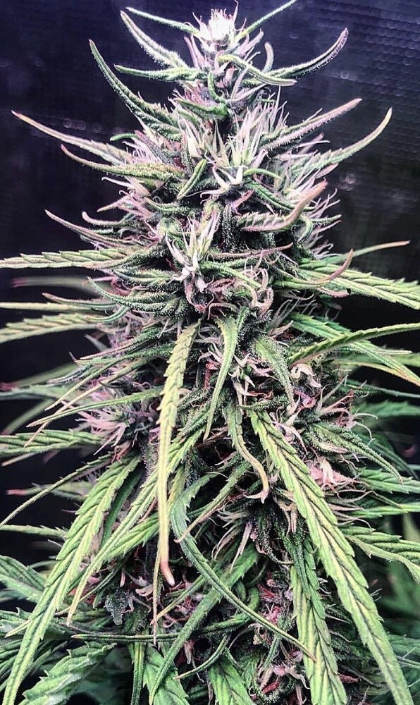 Ace Seeds - Oldtimers Haze (reg.)