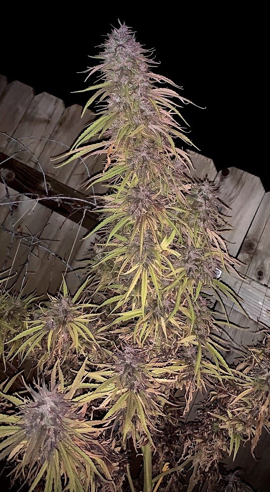 Ace Seeds - Oldtimers Haze (reg.)