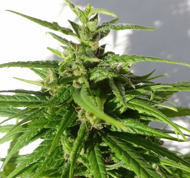 Ace Seeds - Oldtimers Haze (reg.)