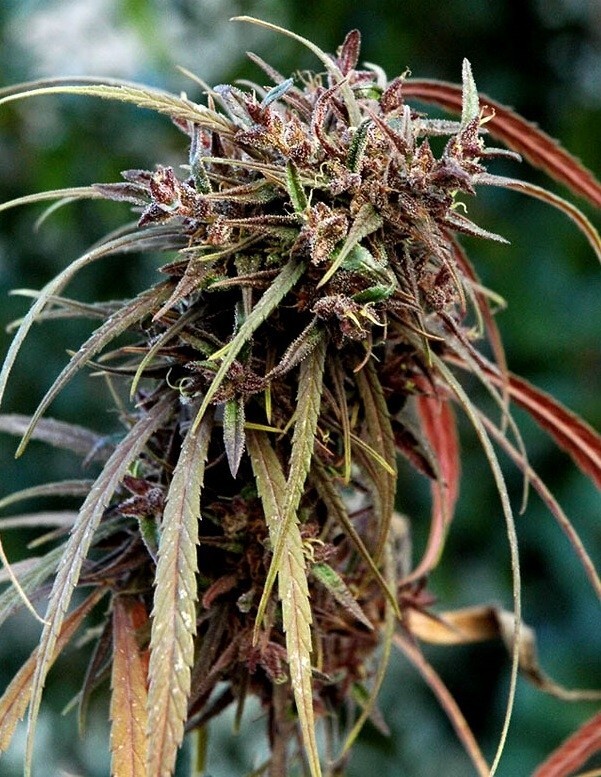 Ace Seeds - Oldtimers Haze (reg.)