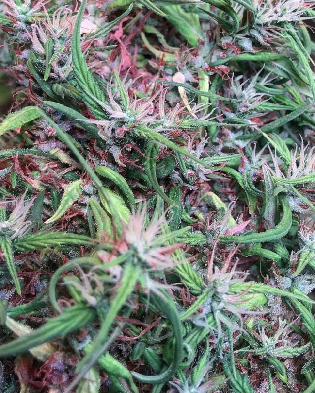 Ace Seeds - Oldtimers Haze (reg.)