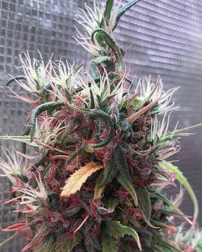 Ace Seeds - Oldtimers Haze (reg.)