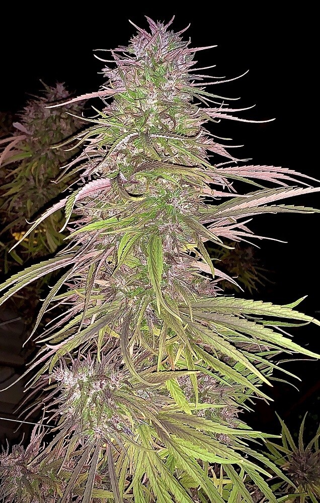 Ace Seeds - Oldtimers Haze (reg.)