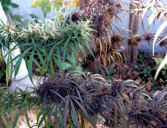 Ace Seeds - Oldtimers Haze (reg.)