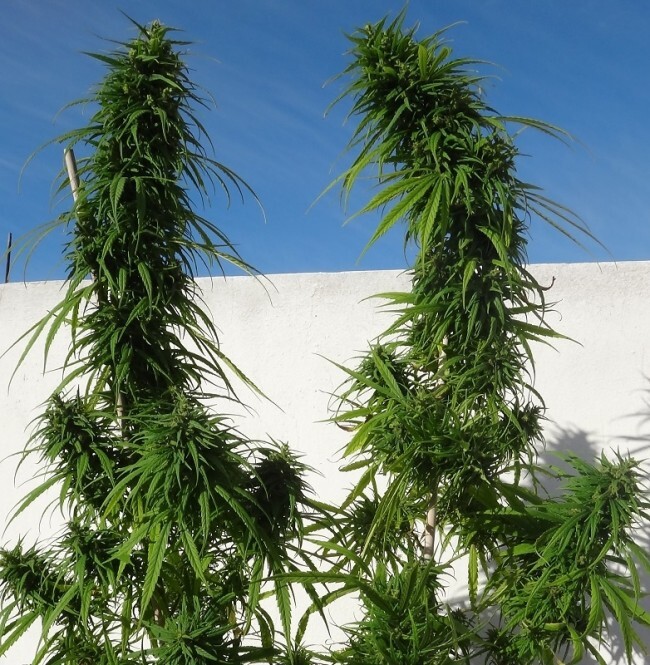 Ace Seeds - Oldtimers Haze (reg.)