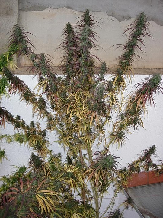 Ace Seeds - Oldtimers Haze (reg.)