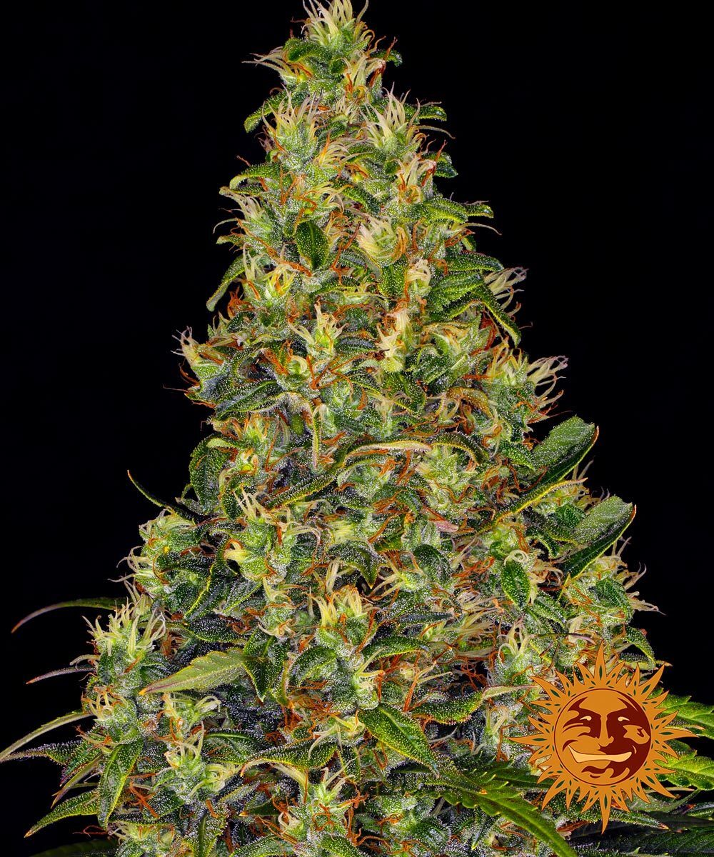 Barney's Farm - Amnesia Haze Auto (auto/fem.)