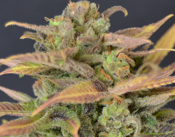 CBD Seeds - Auto Critical (auto/fem.)