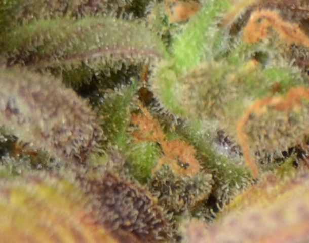 CBD Seeds - Auto Critical (auto/fem.)
